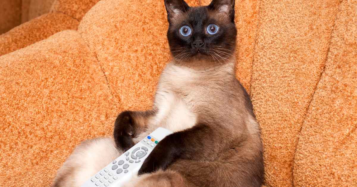 Cat Watching Lions On Large Samsung Smart TV Reacts Hysterically and