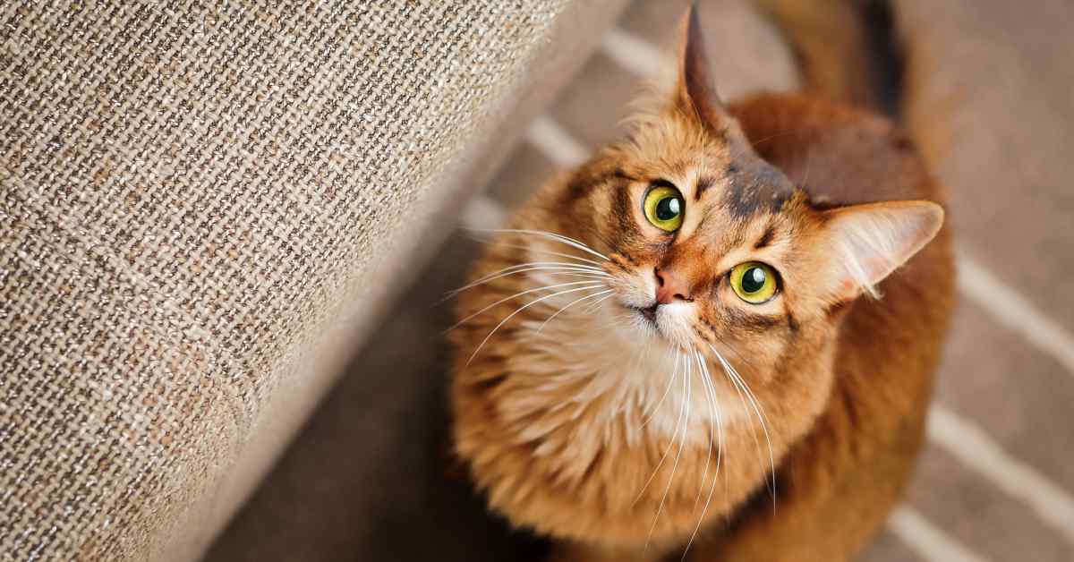 Pet Buttons In Adorable Video, Cat Learns To Bribe Owner With 'I Love