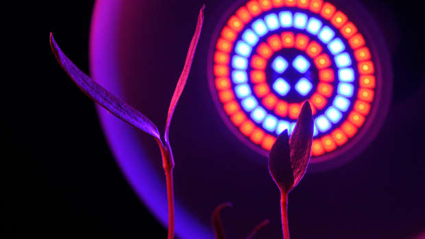 A plant under a LED light