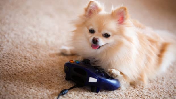 Dog playing video game.