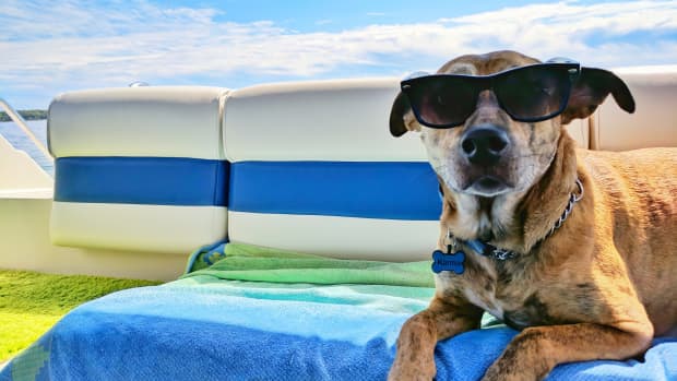 Dog on boat.
