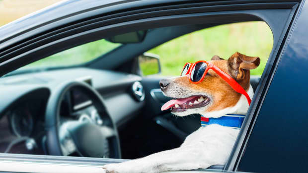 Dog driving car.
