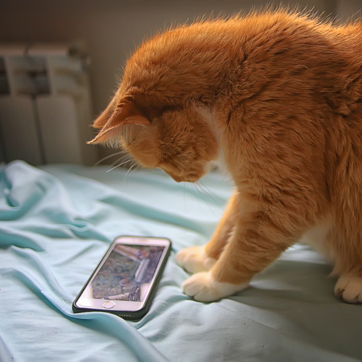 Cat hotsell play phone