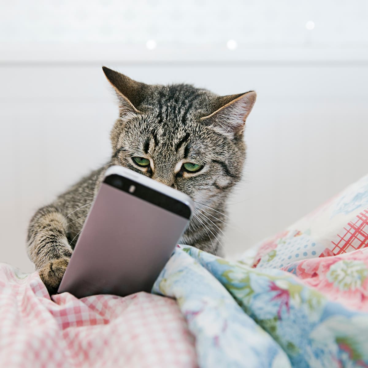 Cat hotsell play phone