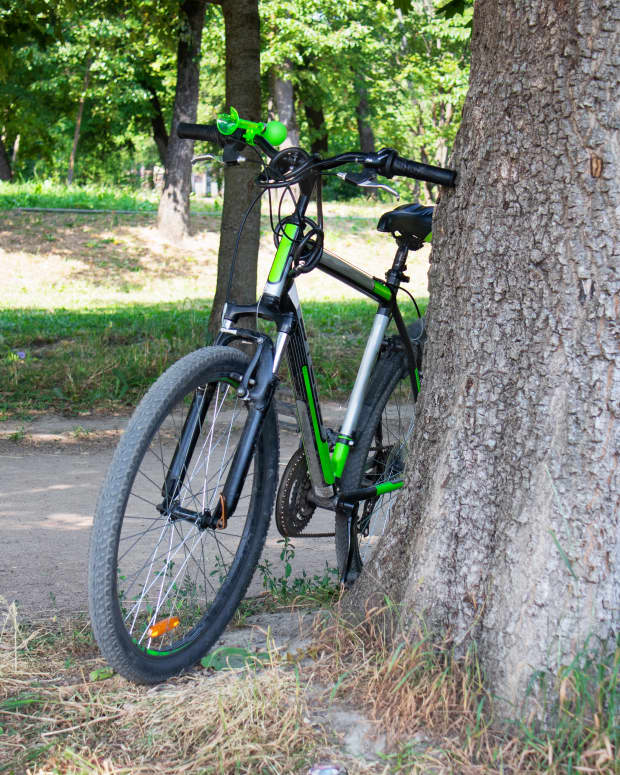 Bicycle leaning against tree.