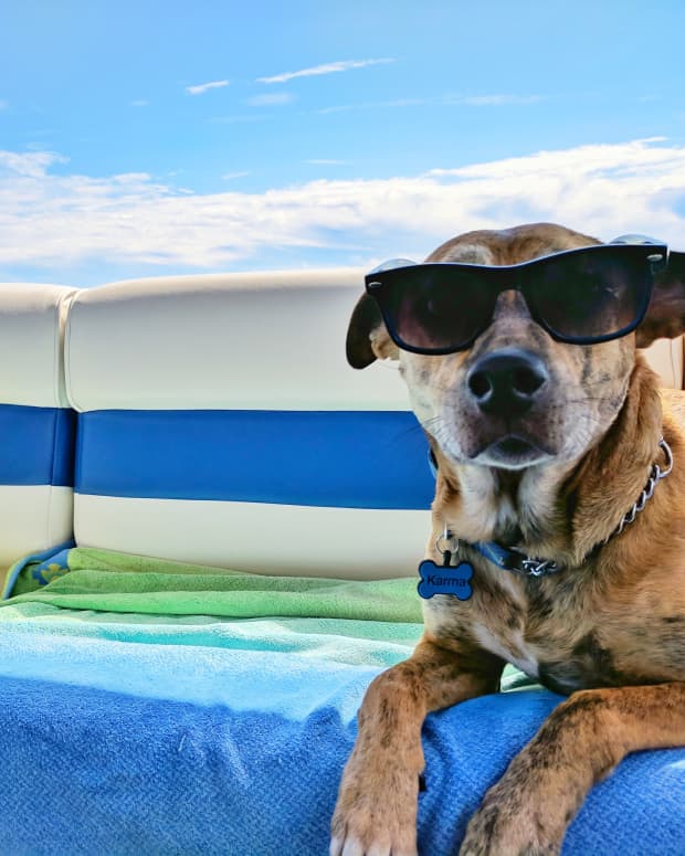 Dog on boat.