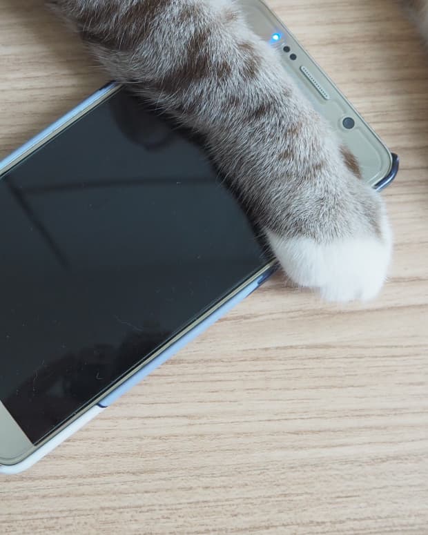 Kitten with phone.