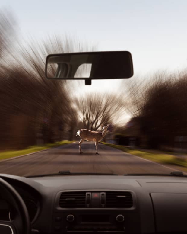 Deer standing in road as driver approaches.