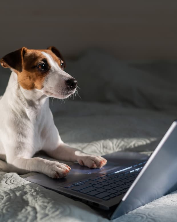 Dog looking at laptop.