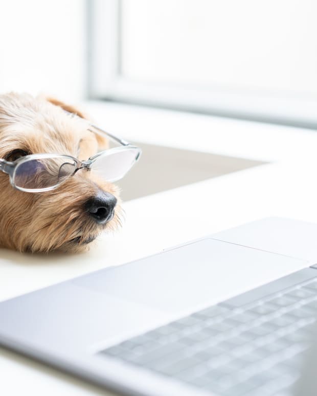 Dog watching laptop.