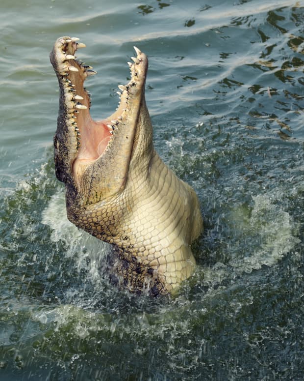 Alligator rising from water.